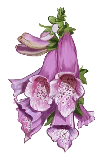 digitalis_purpurea_media disegno digitalis purpurea